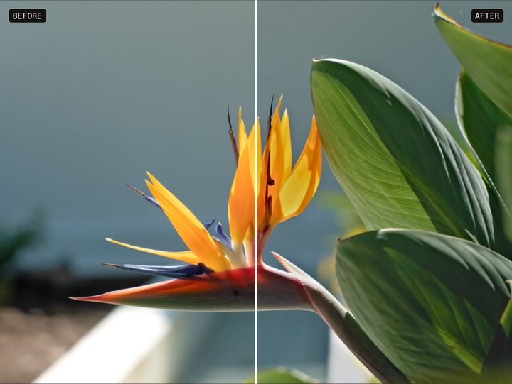 The bird of paradise before and after lifting the shadows and taming the highlights