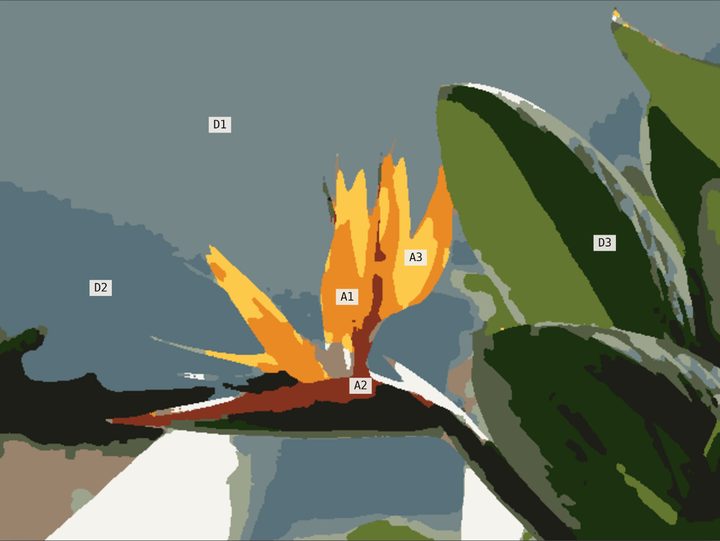 The bird of paradise with labels marking the dominant and accent colors