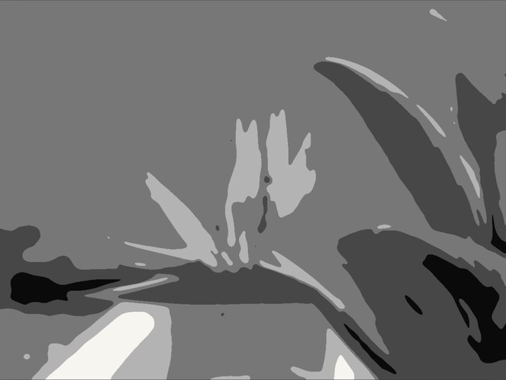 The bird of paradise as a five-value notan