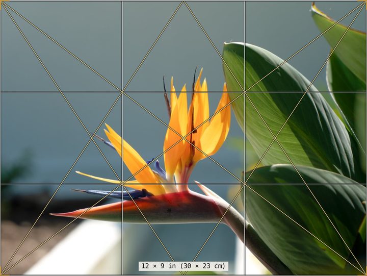 The bird of paradise cropped to 12 by 9 inches, with rule-of-thirds and diagonal armature lines