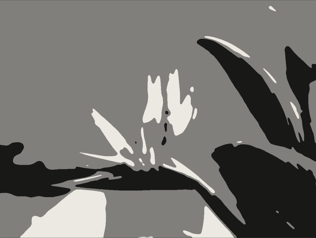 The bird of paradise reduced to three values: light, middle and dark